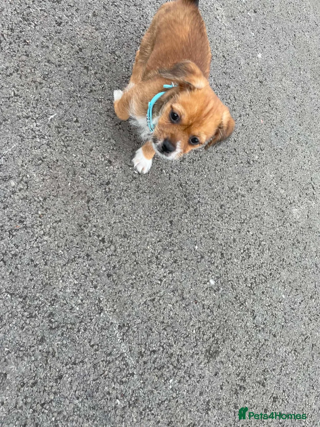 Mixed Breed dogs for sale: 13 weeks old Chihuahua shitzu mix - Advert 3