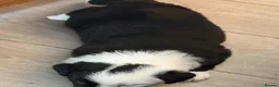Border Collie dogs for sale: *border Collie puppies - Advert 6