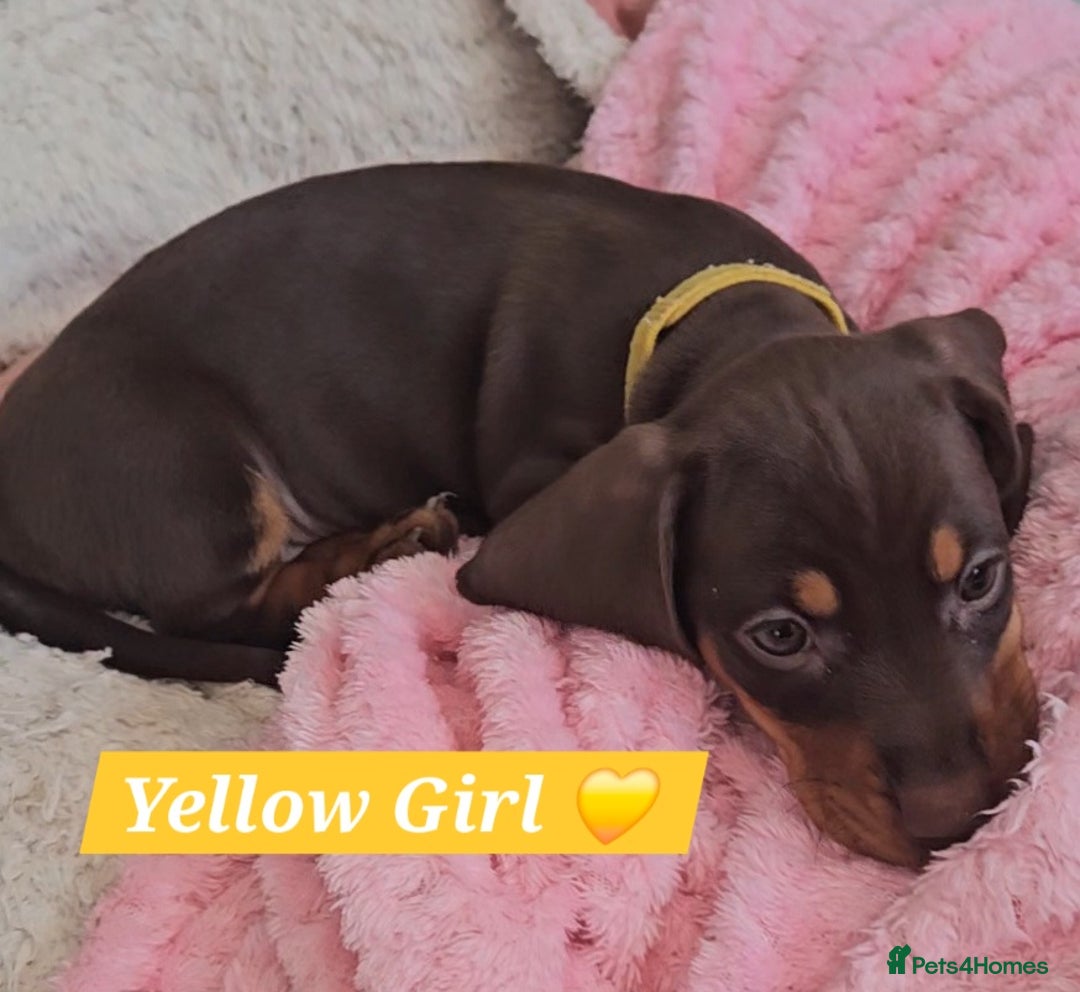 Miniature Dachshund dogs for sale:  Miniature Dachshunds ready to go Friday 19th Sept - Image 17