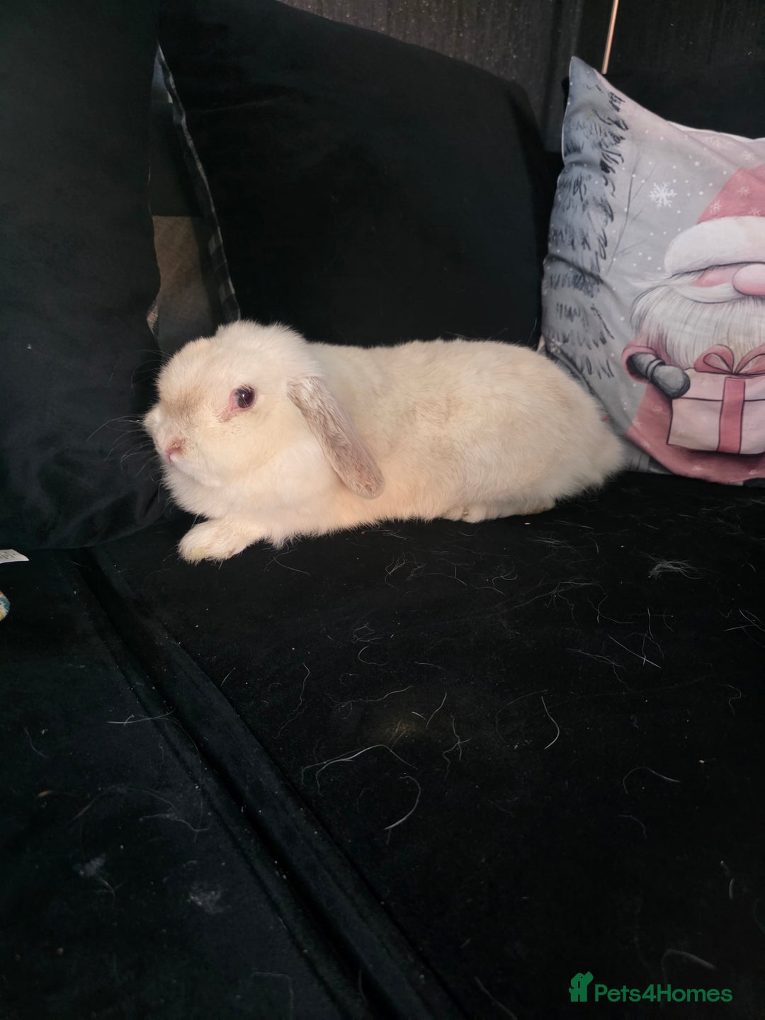 Mixed Breed rabbits for sale: Rabbits - Advert 2