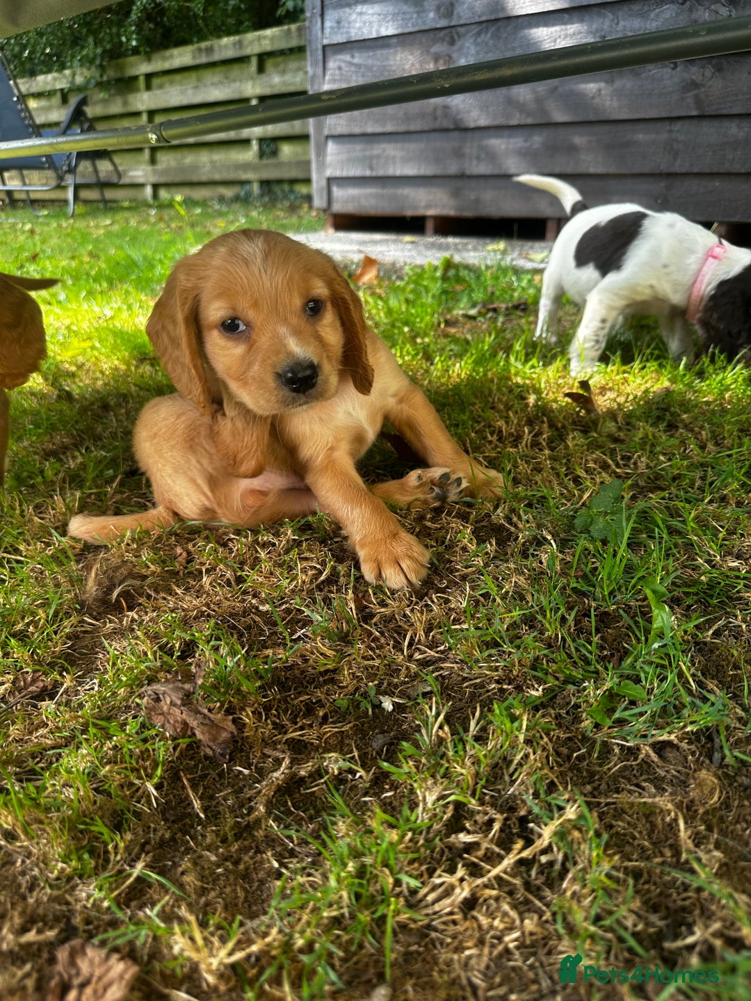Cocker Spaniel dogs for sale: A litter of 6 gorgeous cocker spaniel puppies - Image 5