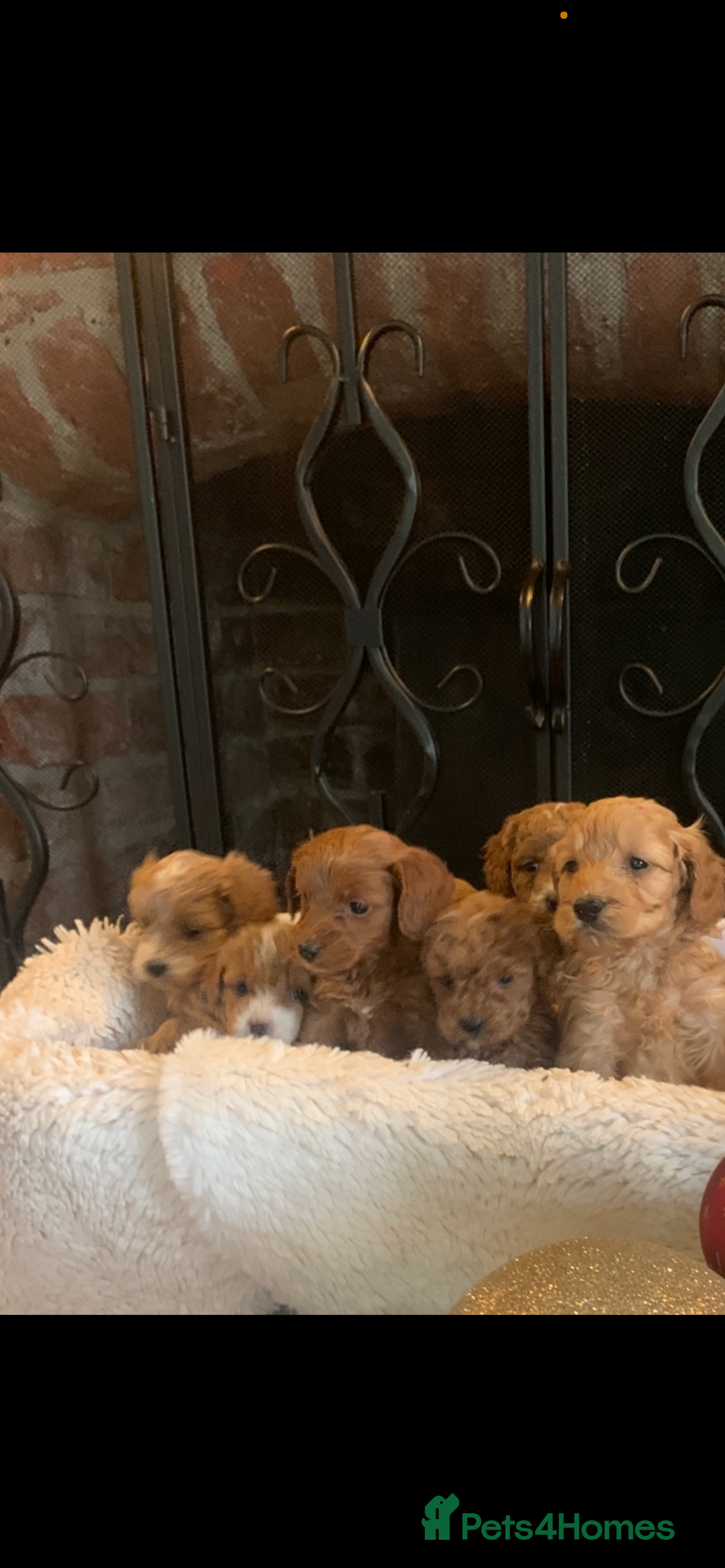 Cockapoo dogs for sale: F1b cockapoo  - Advert 18