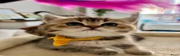 British Shorthair cats for sale: 🏆😍 Irresistible Golden Chinchilla’s Mini BSH🏆😍 - Advert 3