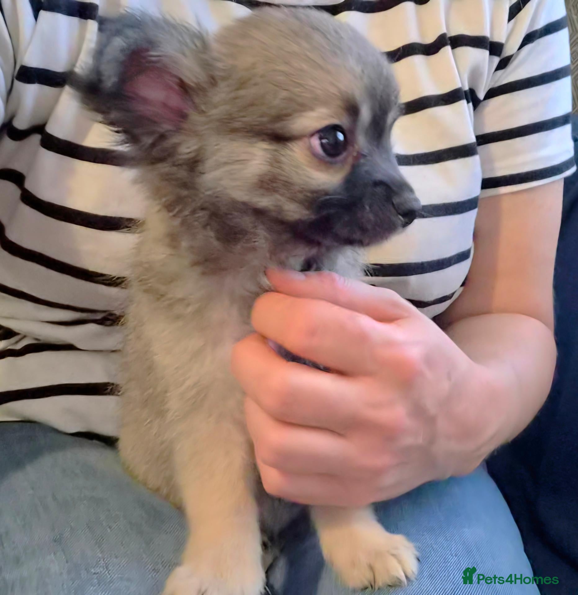Chihuahua dogs Ready to leave Now long Coat Chihuahua male pup - Advert 13