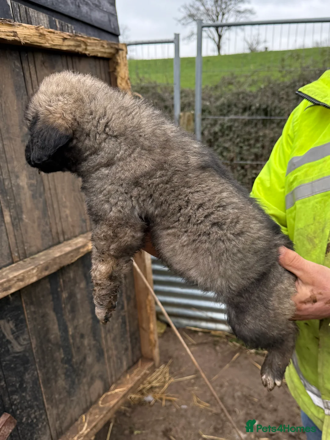 Caucasian Shepherd Dog dogs for sale: Beautiful Caucasian shepherd puppies in Radstock - Advert 19