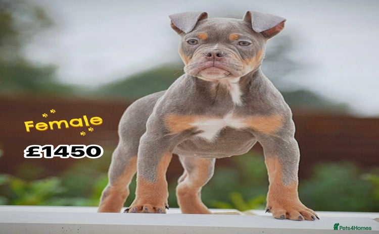 Olde English Bulldogge dogs - Advert 2