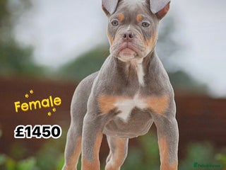 Olde English Bulldogge dogs - Advert 9