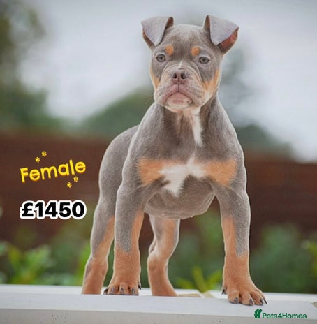 Olde English Bulldogge dogs - Advert 2