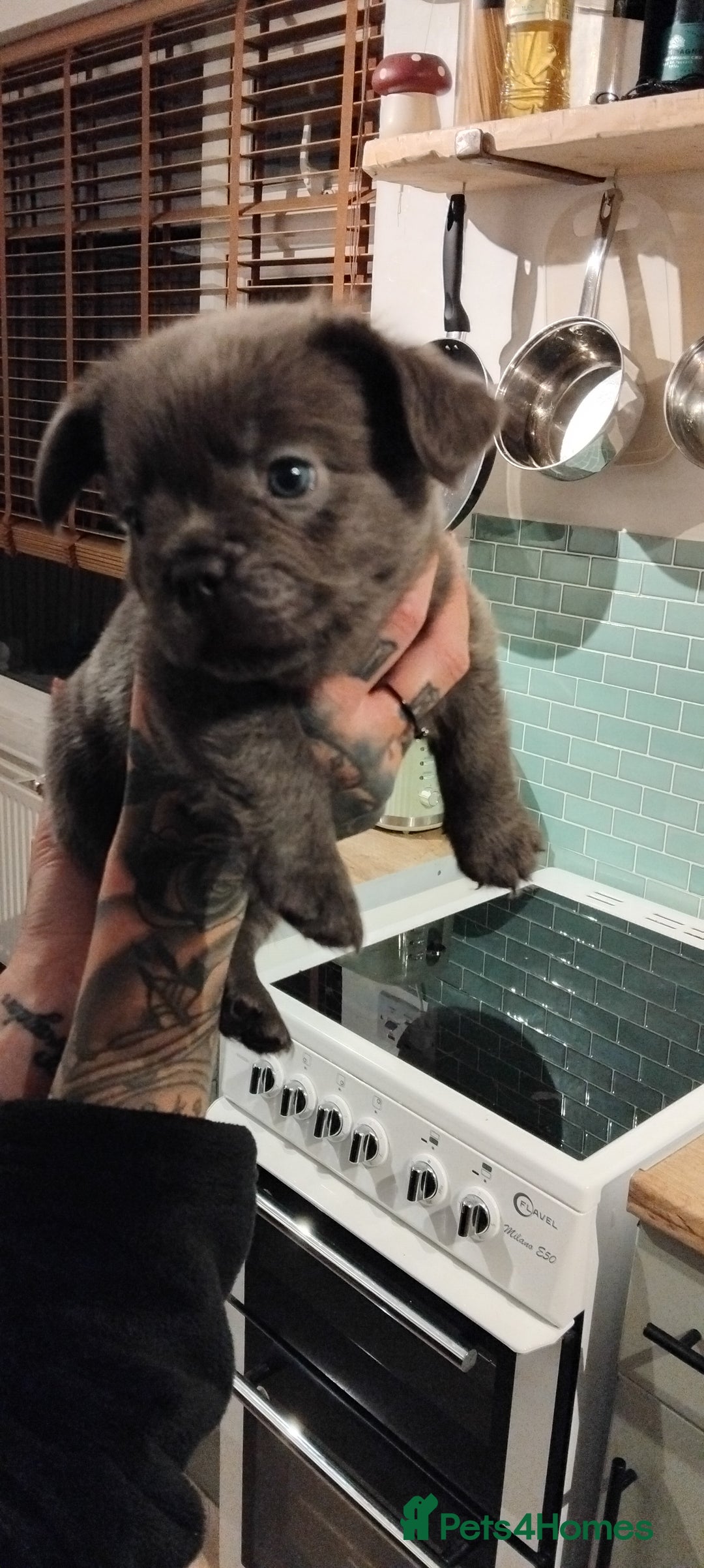 French Bulldog dogs for sale: French bulldog FLUFFY pups - Image 32
