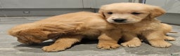 Golden Retriever dogs for sale: KC reg pedigree champion Golden Retriever pups - Advert 20