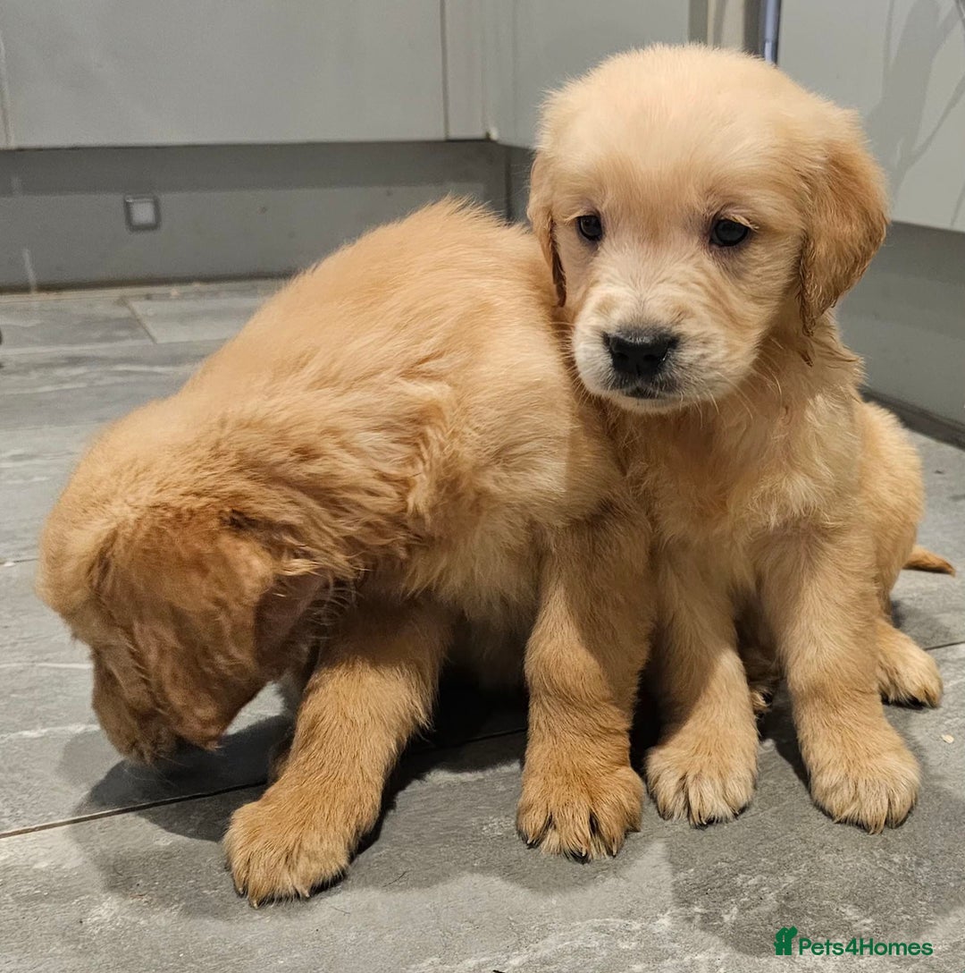 Golden Retriever dogs for sale: KC reg pedigree champion Golden Retriever pups - Advert 20