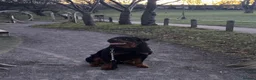 Rottweiler dogs for stud: Simba  - Advert 1