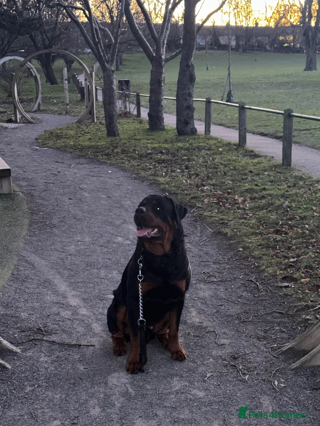 Rottweiler dogs for stud: Simba  - Advert 1