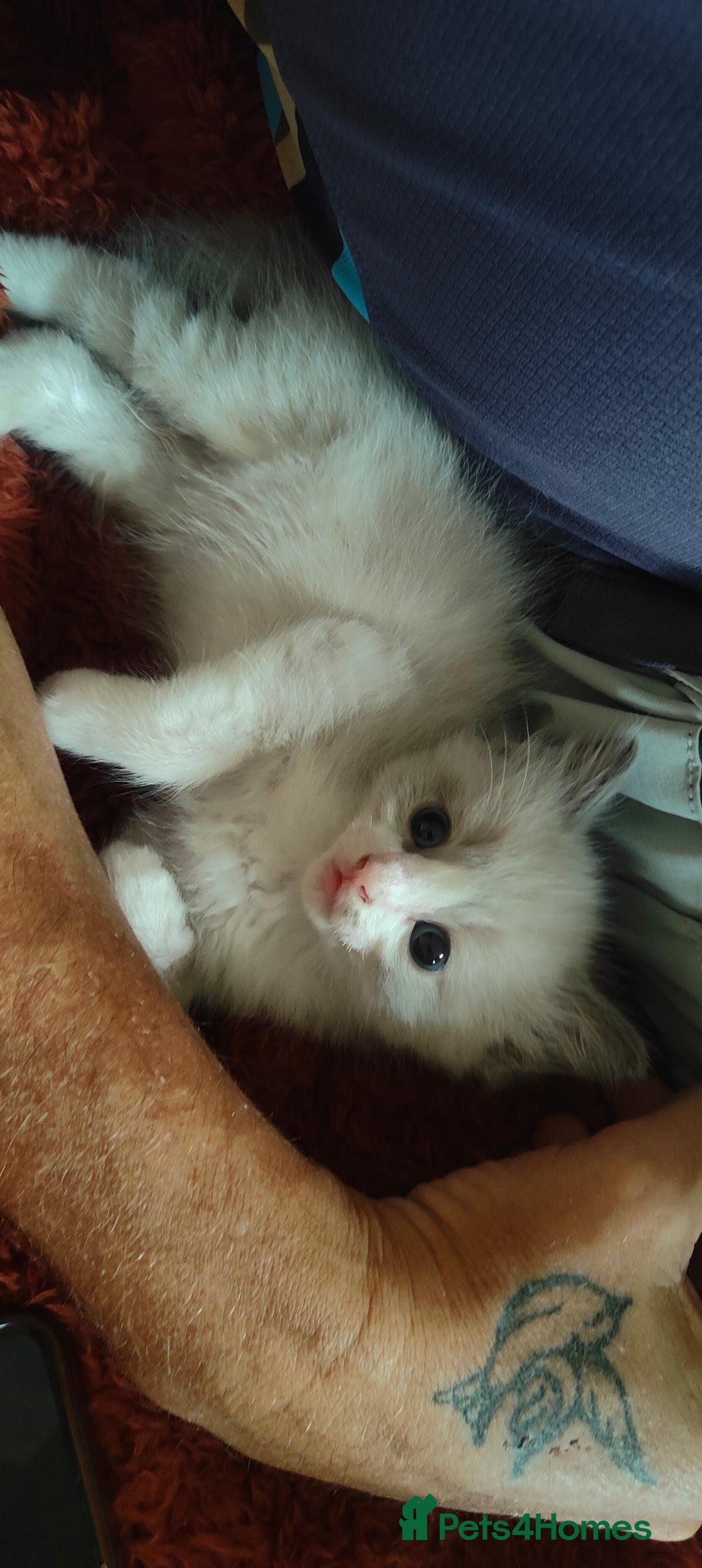 Mixed Breed cats for sale: Ragdoll X russian blue kittens - Image 16