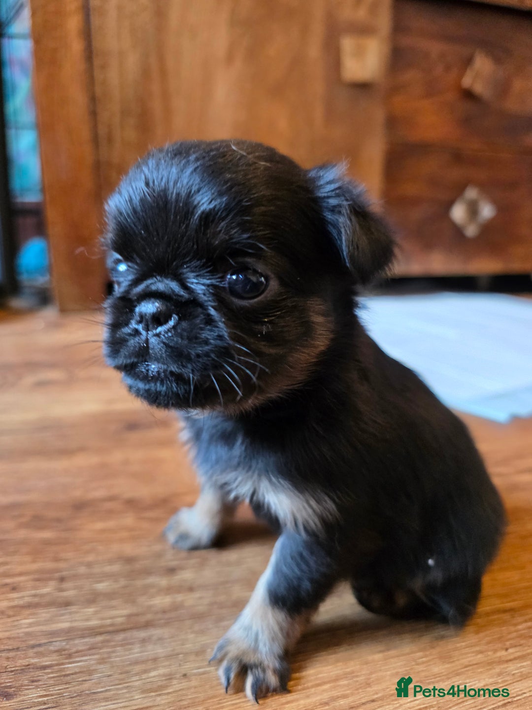 Griffon Bruxellois dogs for sale: KC Registered Rough Brussels Griffon  - Advert 18
