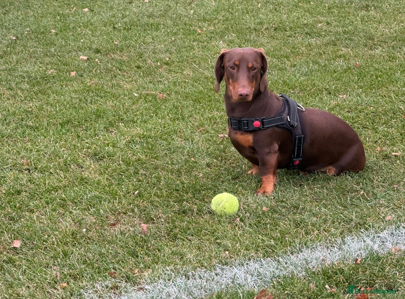 Dachshund dogs Handsome well tempered male dog available 4 stud.  - Advert 1