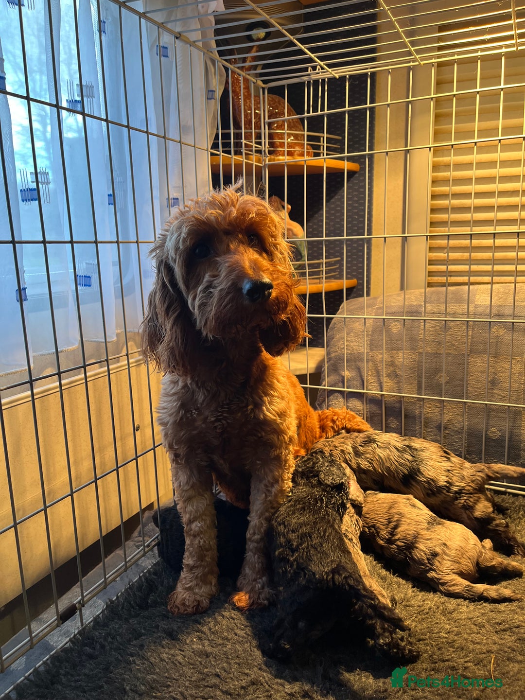 Cockapoo dogs for sale: *READY TO GO* Three beautiful black cockapoos - Advert 2