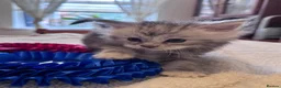 Maine Coon cats for sale: Fabulous Maine Coon Kittens with Pedigree For Sale - Advert 3