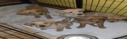 Labrador Retriever dogs for sale: Kc registered labrador pups in Omagh - Advert 2