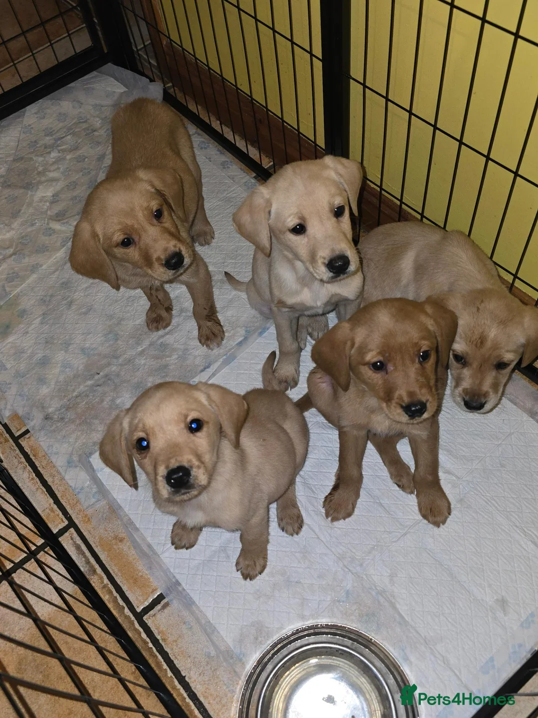 Labrador Retriever dogs for sale: Kc registered labrador pups in Omagh - Advert 2