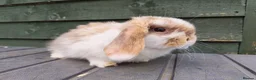 Mini Lop rabbits for sale: Beautiful Chocolate Tri doe  - Advert 3