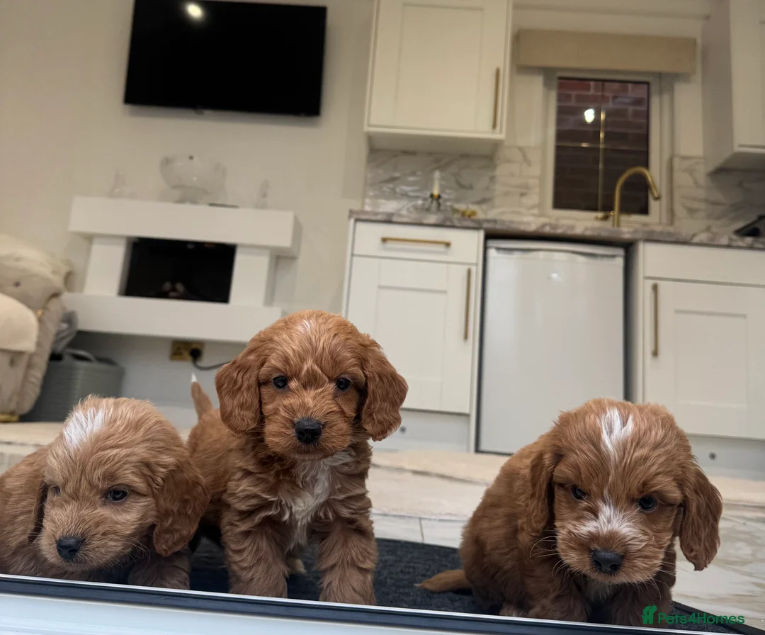 Cockapoo dogs for sale: F1 COCKAPOOS pra clear (council lincesed) - Advert 6