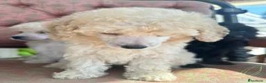 Miniature Poodle boy 2