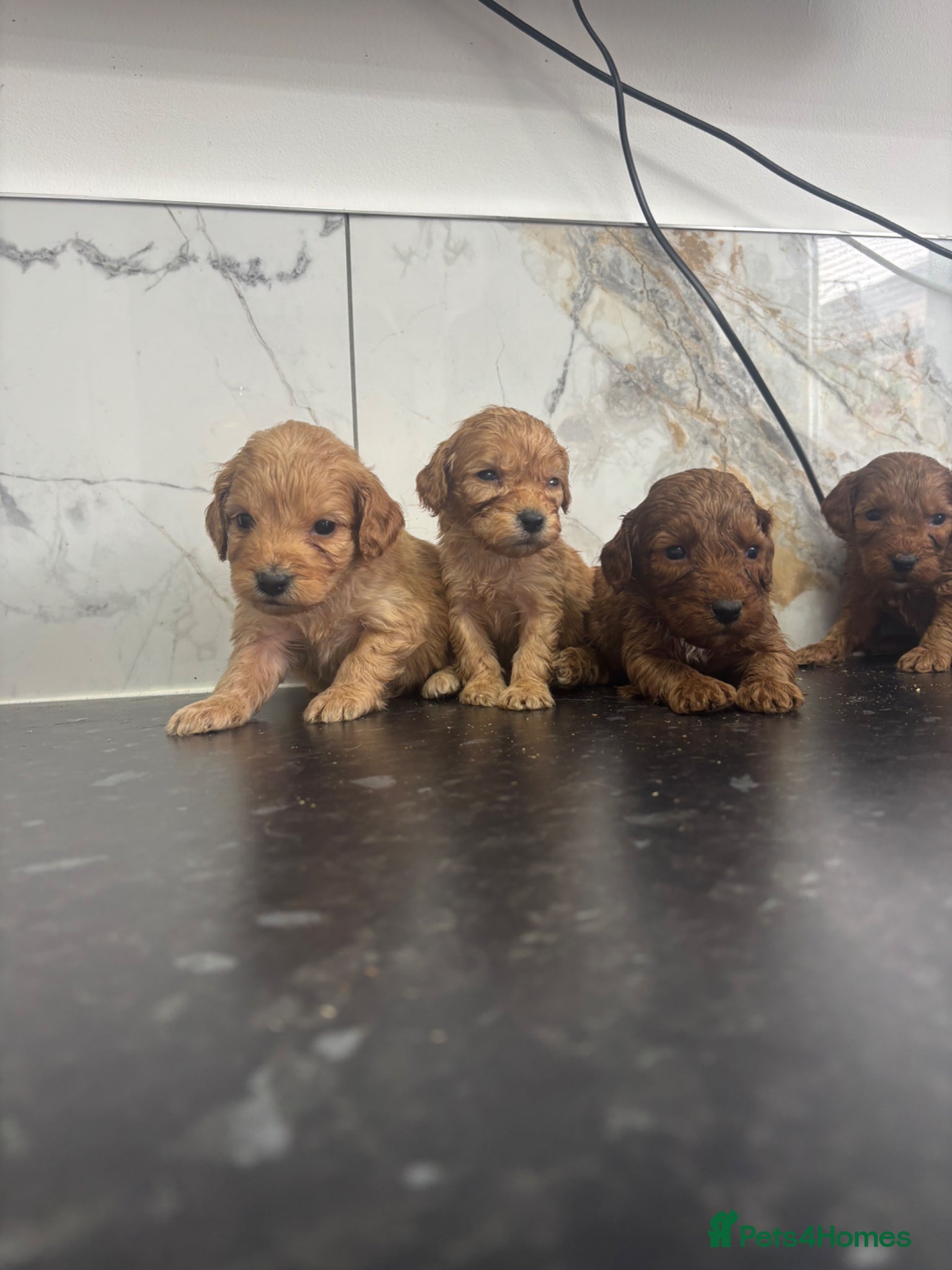 Maltipoo dogs for sale:  Fox red Quality maltipoo puppies - Advert 6