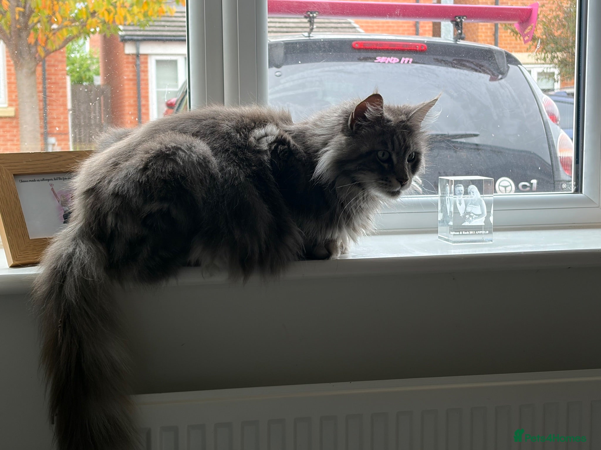 Maine Coon cats Beautiful Maine coon cross kittens  - Advert 1