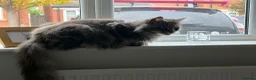 Maine Coon cats for sale: Beautiful Maine coon cross kittens  - Advert 1