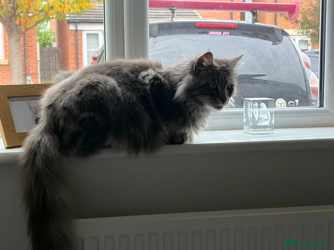 Maine Coon cats for sale: Beautiful Maine coon cross kittens  - Advert 1