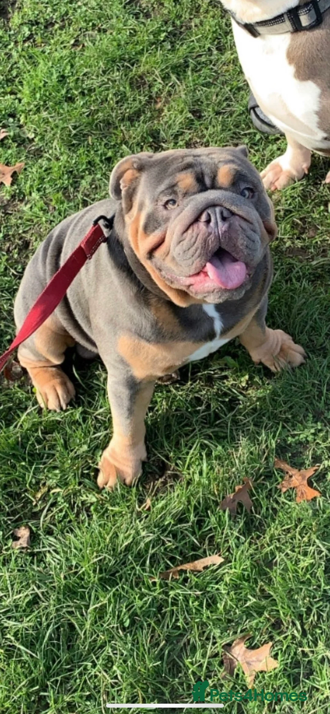 English Bulldog dogs for stud: Blue and Tan English Bulldog in Manchester - Advert 4