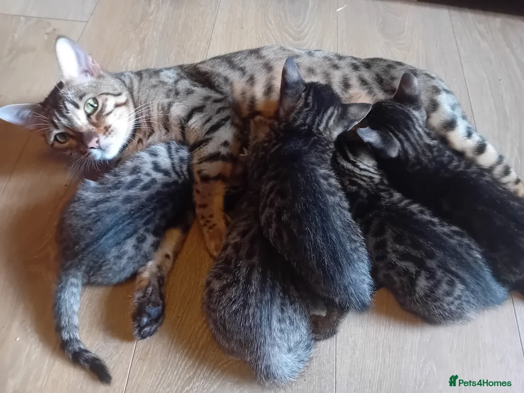 Bengal cats for sale: 🌸 Five Beautiful Bengal Girls for Loving Homes🐾 - Advert 2