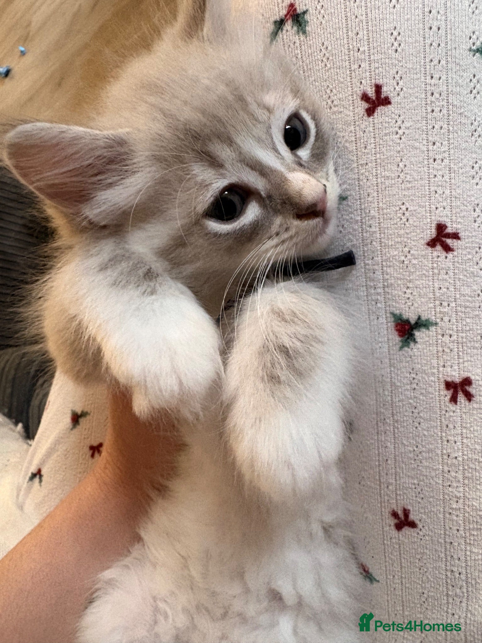 Ragdoll cats 💙 Last Mink Lynx Ragdoll Boy Ready Now 💙 - Advert 2
