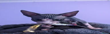 Sphynx 4 - Girl