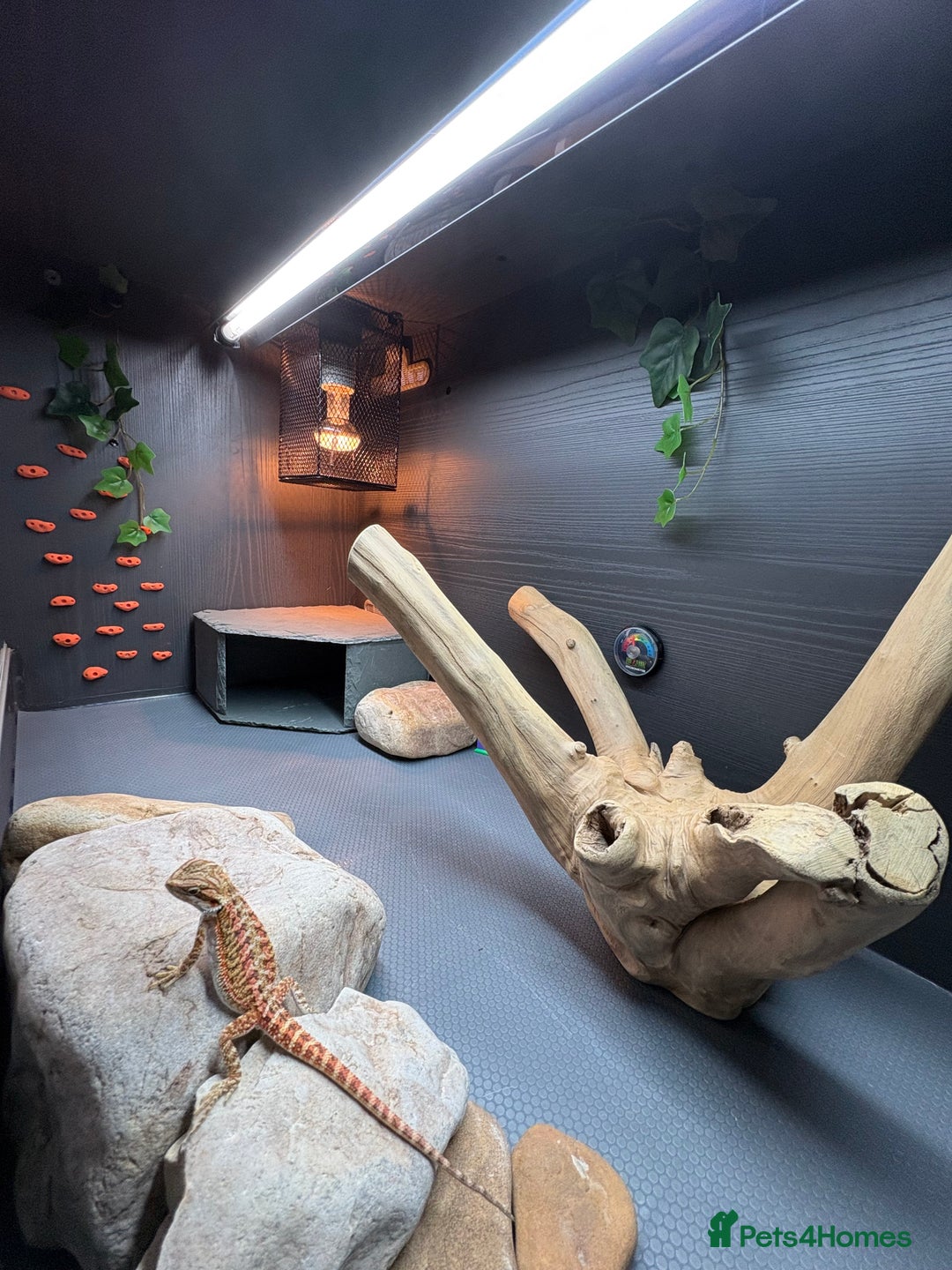 Bearded Dragon reptiles for sale: Young Dragon + Premium Setup *No Offers* Save £££ - Advert 10