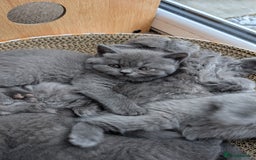 British Shorthair cats for sale: Pedigree British shorthair male - Image 6
