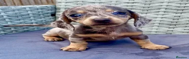 Dachshund 2
