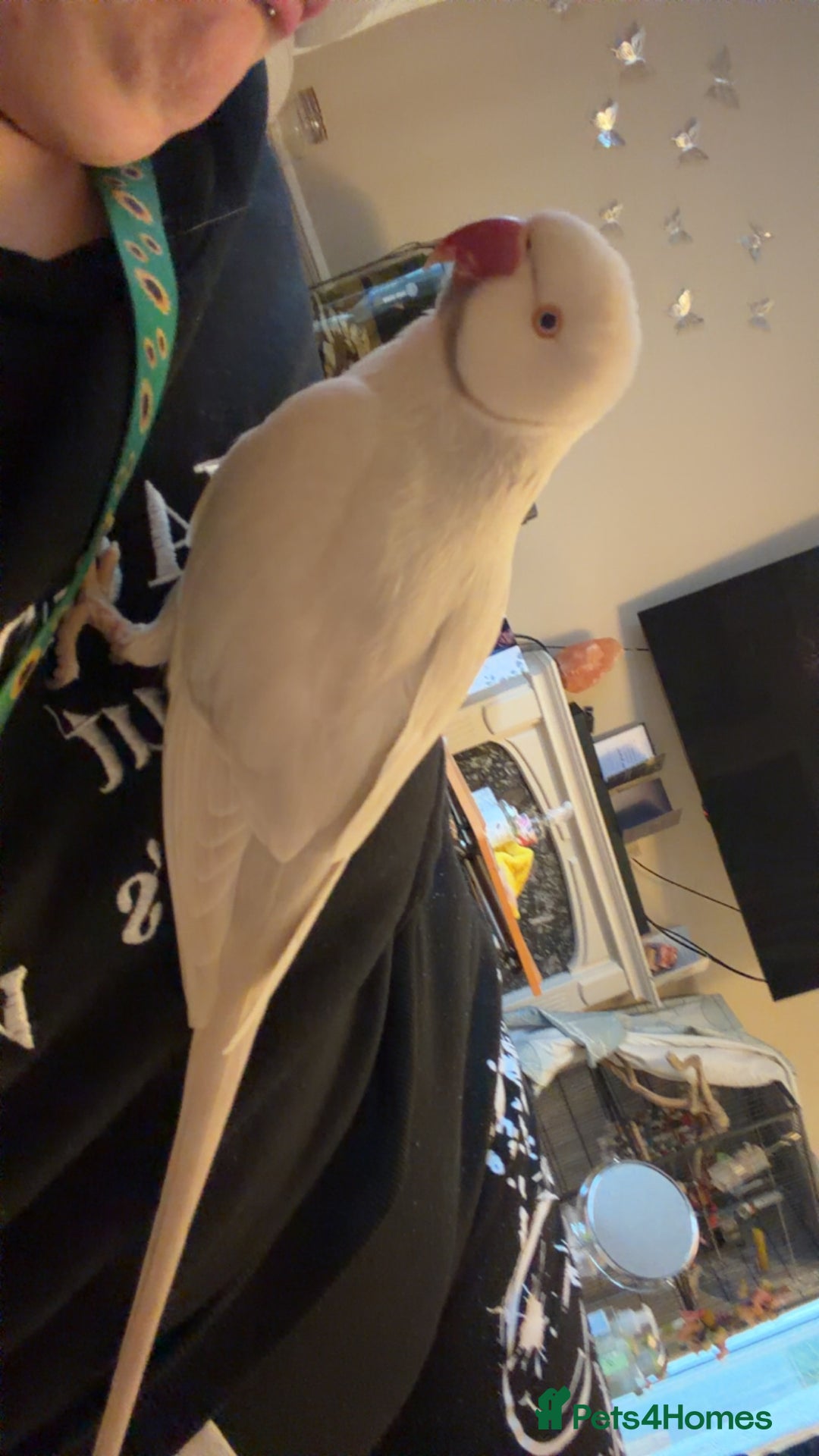 Ringnecks birds for sale: Albino Indian ringneck - Advert 3