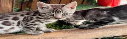 Bengal cats for sale: Stunning full marbled Bengal - Advert 7