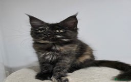 Maine Coon cats for sale: 2 TICA-Registered Maine Coon Kittens Available - Image 13