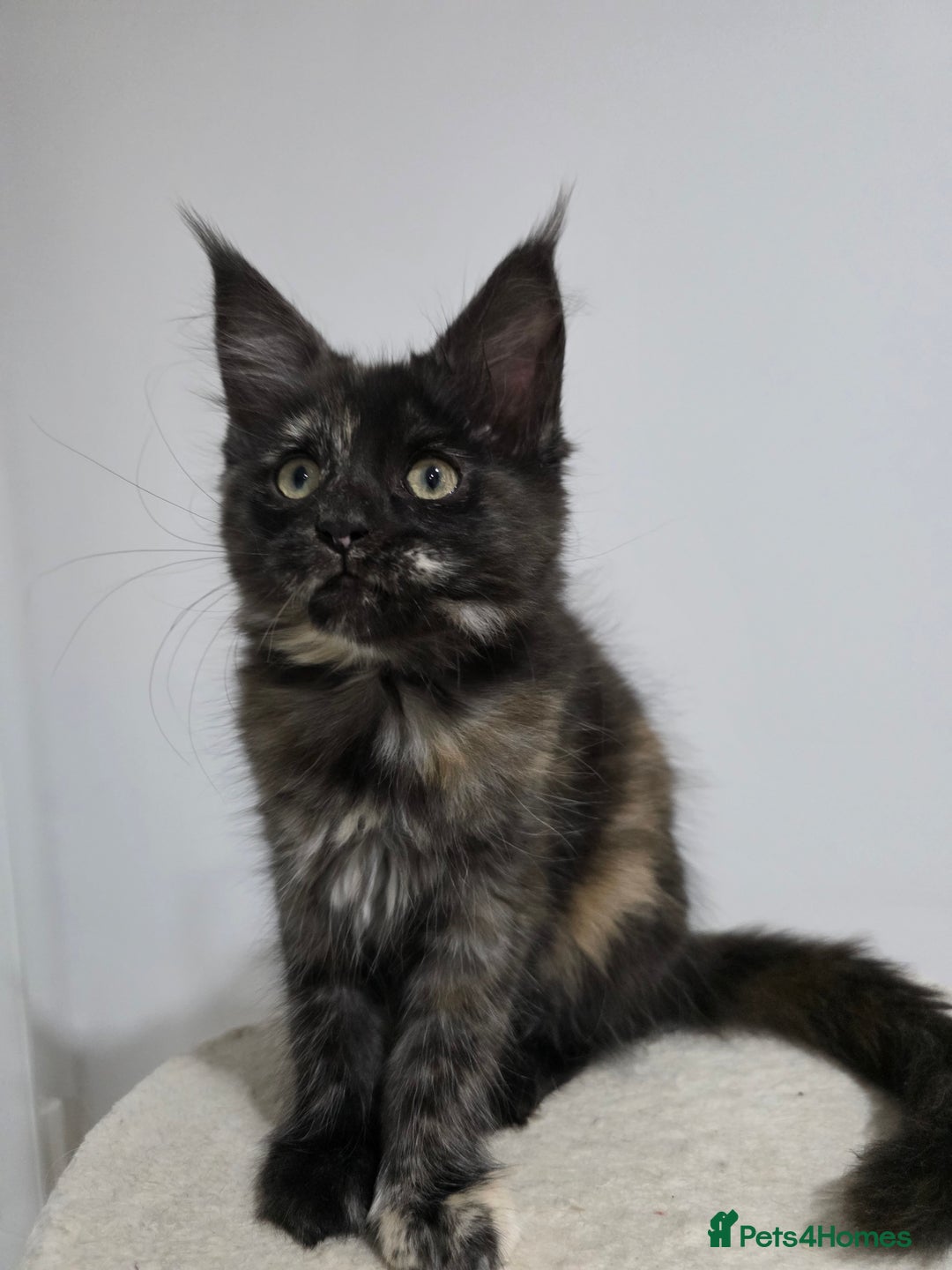 Maine Coon cats for sale: 2 TICA-Registered Maine Coon Kittens Available - Image 13