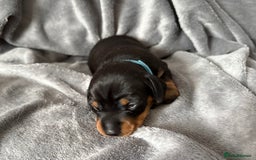 Miniature Dachshund dogs for sale: Miniature dachshund puppies 🐾 - Image 11