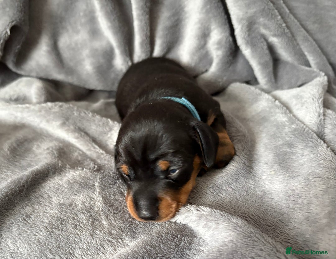 Miniature Dachshund dogs for sale: Miniature dachshund puppies 🐾 - Image 11
