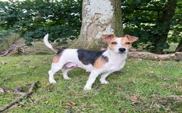 Jack Russell dogs for sale: Gorgeous Jack Russell puppies - Image 7