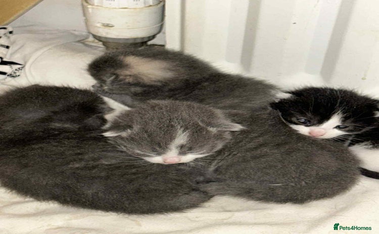Mixed Breed cats - Advert 14