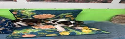 Jack Russell dogs for sale: Jack russel puppies - Advert 6