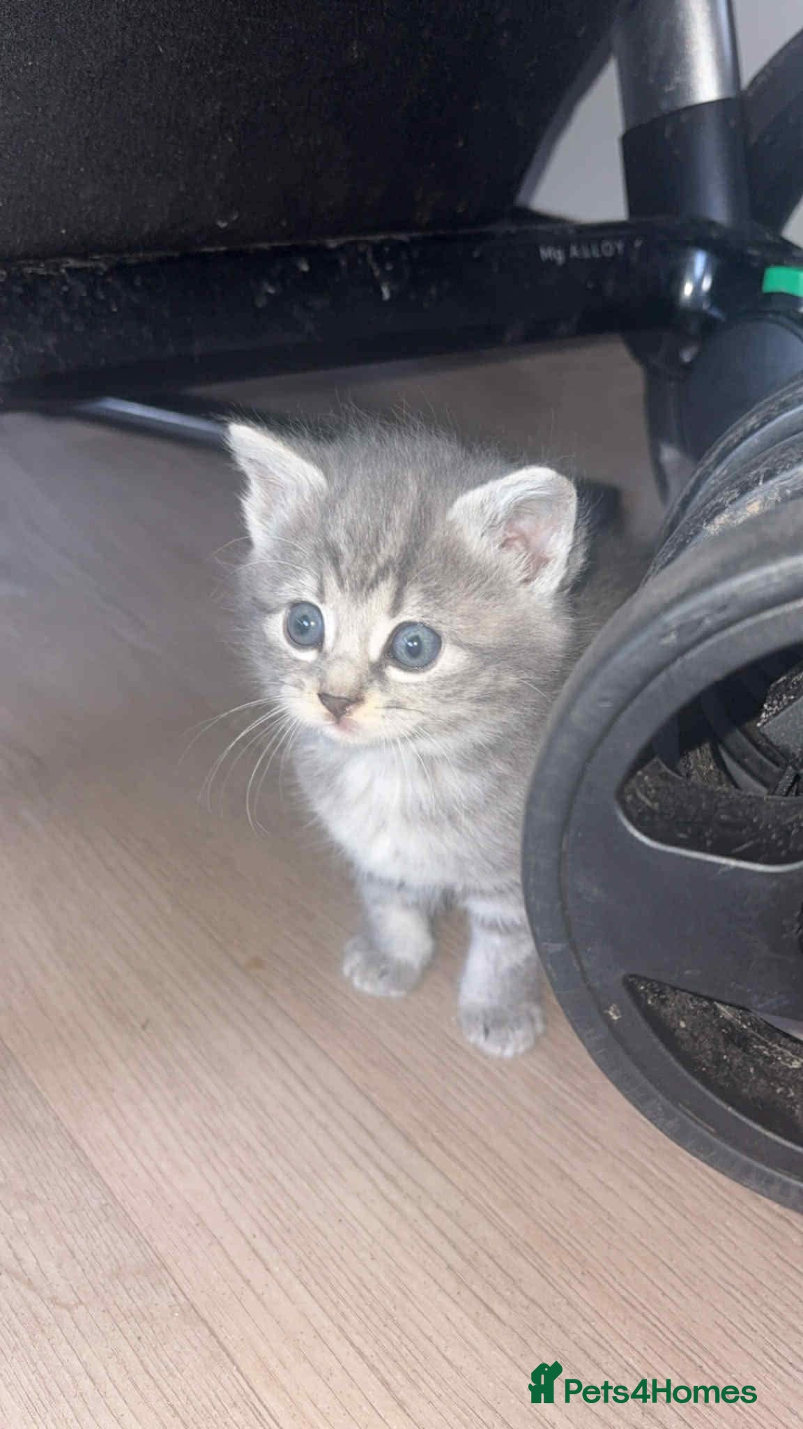 British Shorthair cats for sale: 3 British shorthair kittens  - Advert 3