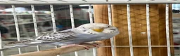 Budgerigars birds for sale: Beautiful budgies  - Advert 3