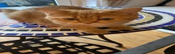 British Shorthair cats for sale: British shorthair kittens  - Advert 7